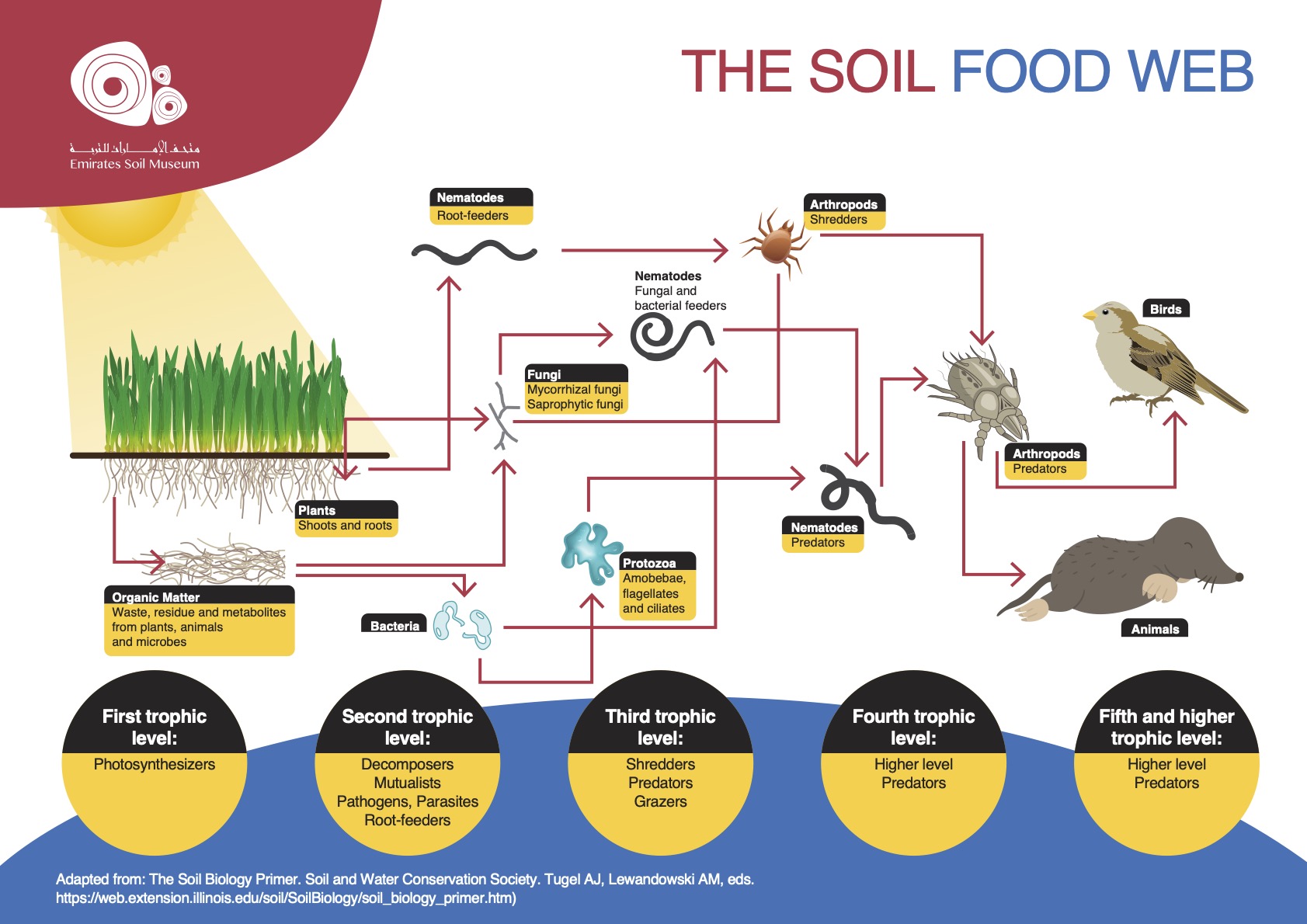 The soil food web | Emirates Soil Museum
